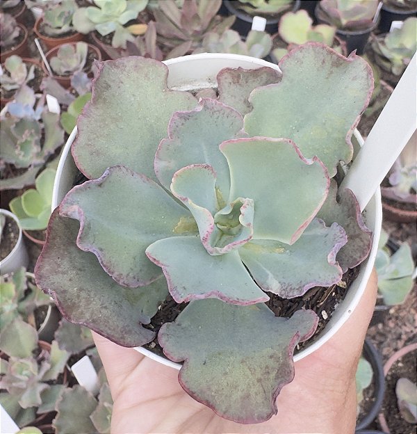 E. GIBB. PINK TOURMATINE POTE 9