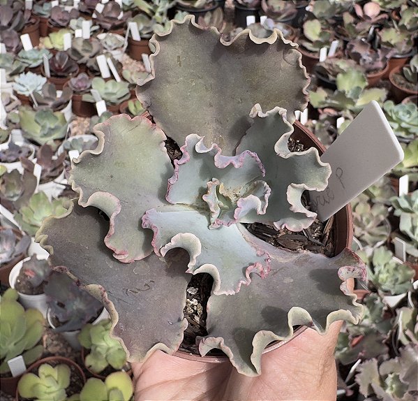 E. GIBB. MARJORIE POGUE POTE 9