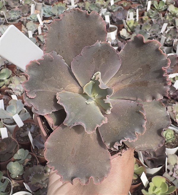 E. GIBB. LUCY V POTE 9