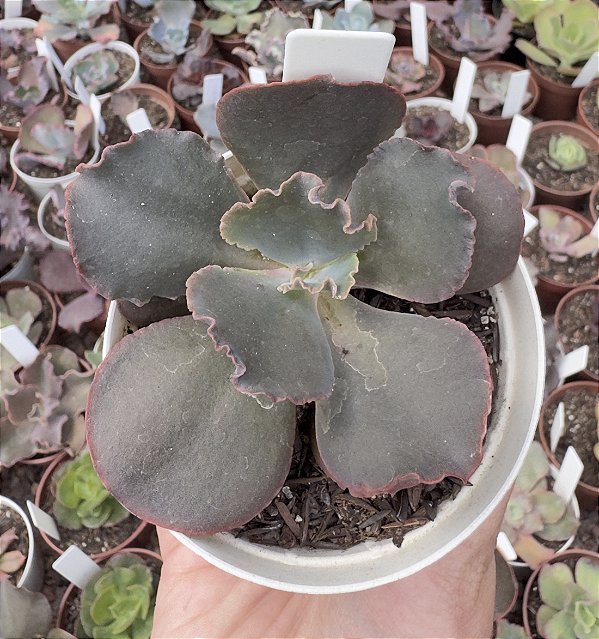 E. GIBB. LOKI POTE 9