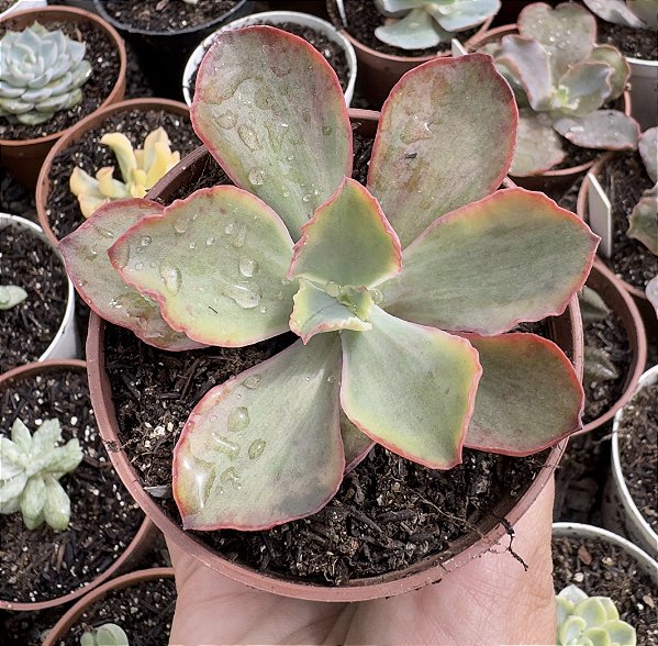 E. GIBB. TORNADO VAR. POTE 9
