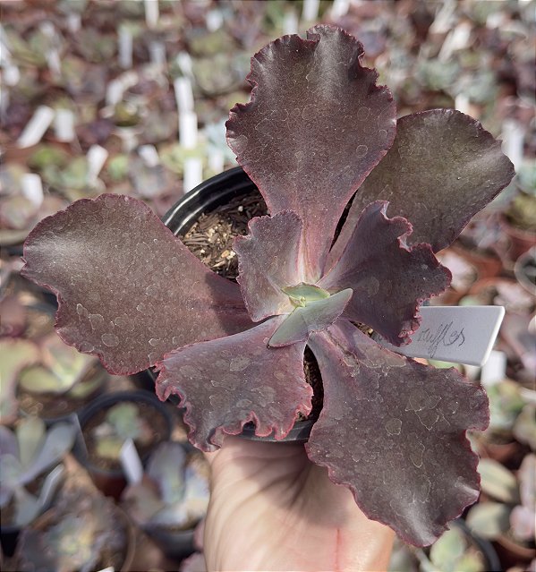 E. GIBB. EVENNING DRESS POTE 11