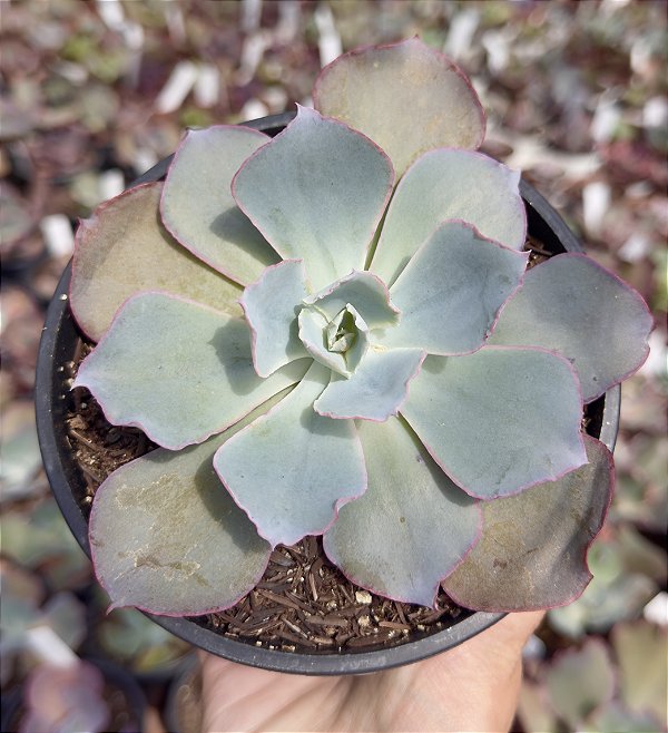 E. GIBB. SAHARA CUIA 13