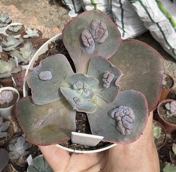 E. GIBB. LILAC FROST POTE 9