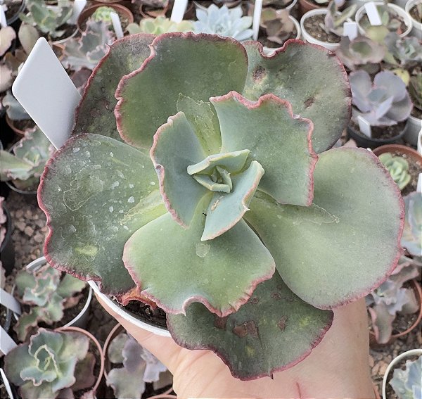 E. GIBB. LEGIANA POTE 9