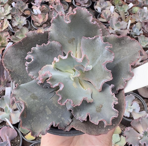 E. GIBB. AVOCADO CUIA 13