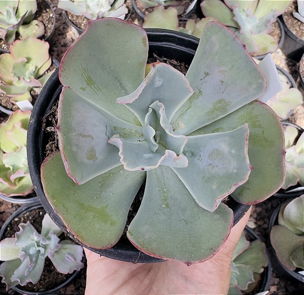 E. GIBB. ALHAMBRA POTE 11