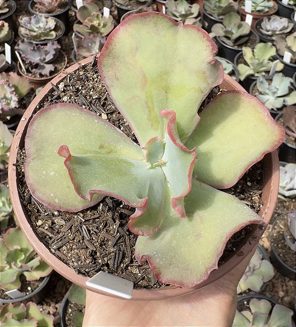 E. GIBB. PHOENIX (CARÚNCULAS) CUIA 13