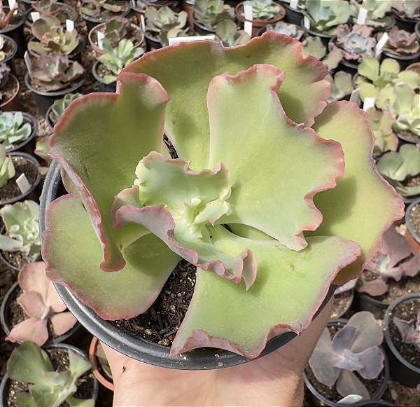 E. GIBB. CUPENO POTE 11