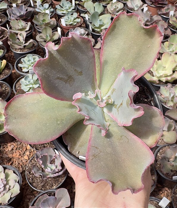 E. GIBB. TEMÉCULA POTE 11