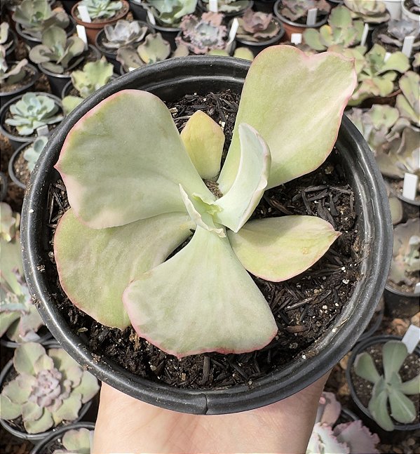 E. SWEET SNOW VAR. POTE 11