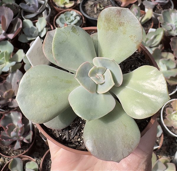 E. GIBB. ROSA DE JADE POTE 9