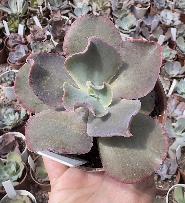 E. GIBB. ZIPPER POTE 9