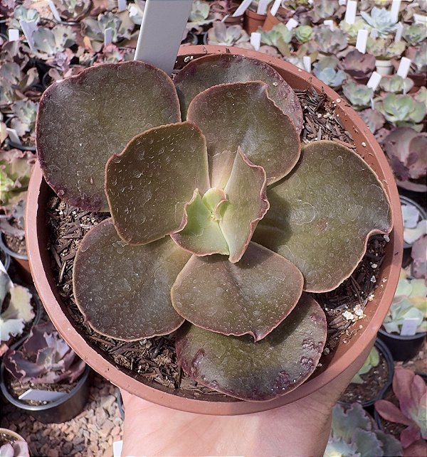 E. GIBB. ROSEO GRANDE POTE 11