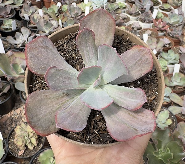 E. GIBB. DREAMS AND PHANTASMS POTE 11