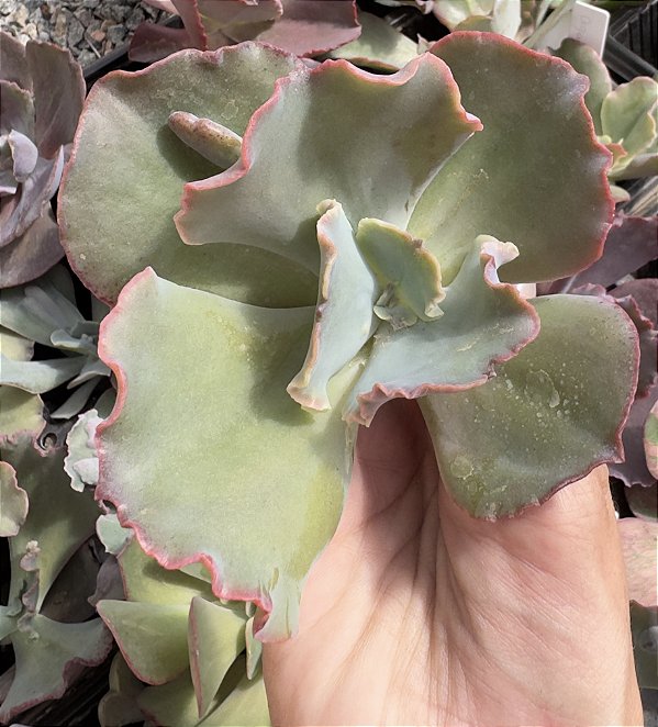 E. GIBB. HAZAK (CARÚNCULAS) POTE 11 SEM RAIZ