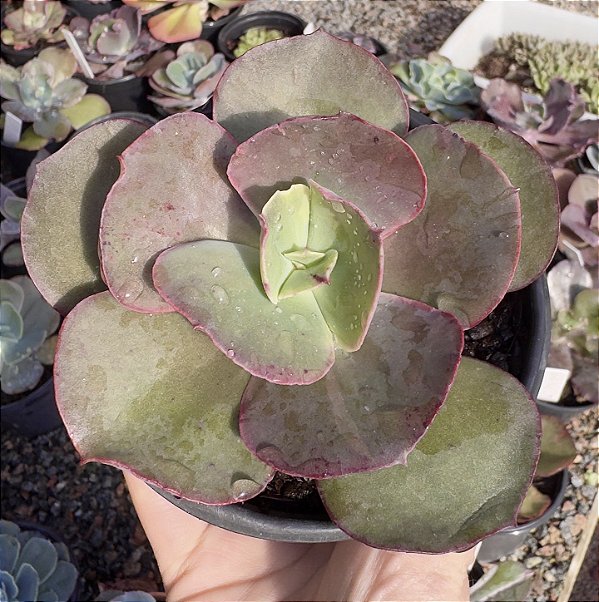 E. GIBB. SUYON POTE 9