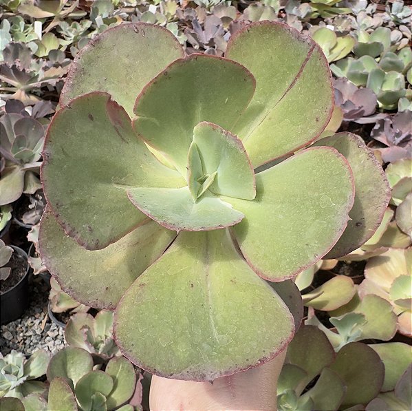 E. GIBB. SUYON POTE 11