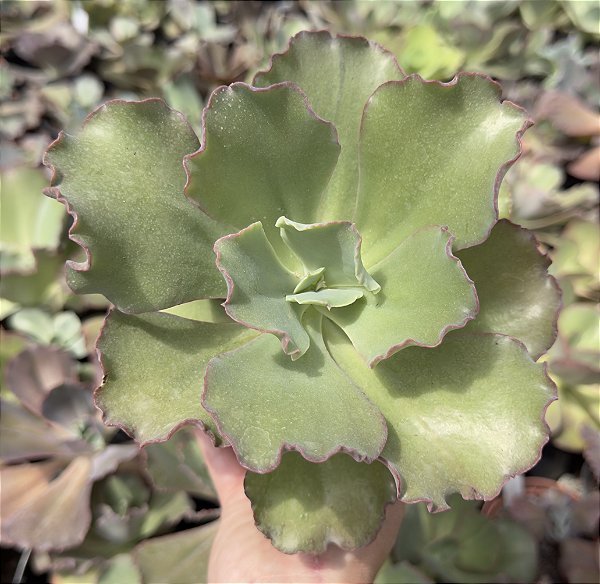 E. GIBB. CAN CAN ASIÁTICA POTE 11