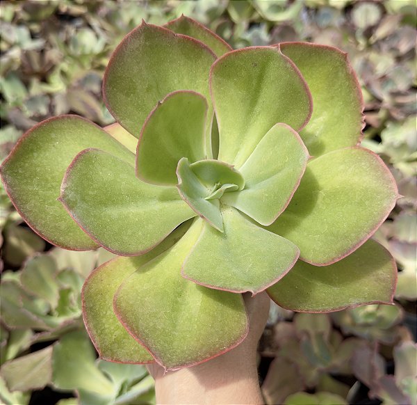 E. GIBB. MANDALA X MAUNA POTE 11