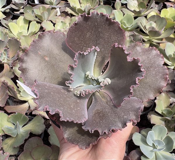 E. GIBB. MISS POTE 11