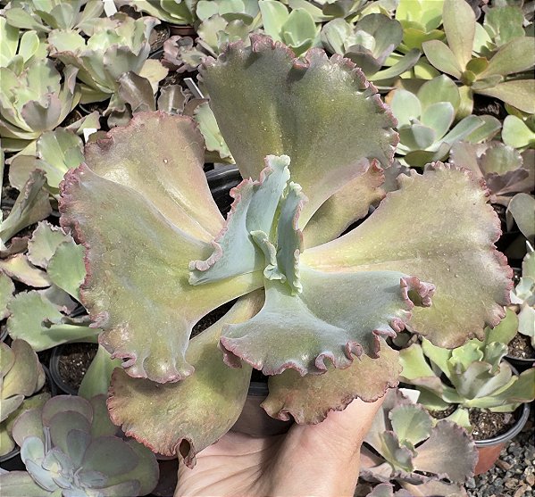 E. GIBB. GORGON`S GROTTO (CARÚNCULAS) POTE 11