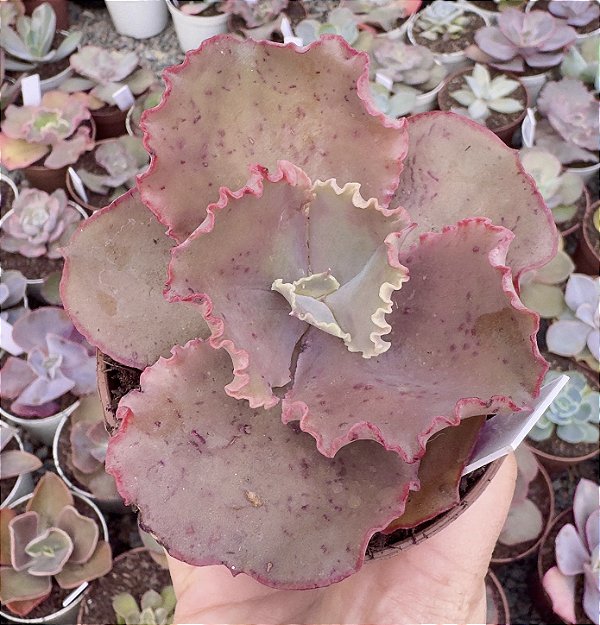 E. GIBB. CARMEN POTE 9 pouca raiz