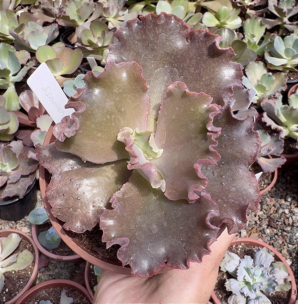 E. GIBB. CARMEN POTE 9