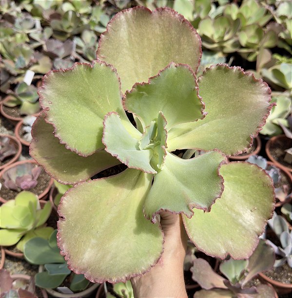 E. GIBB. MIDORI POTE 13 ENORME