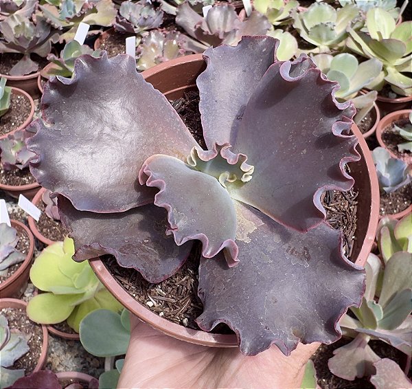 E. GIBB. THANOS POTE 11