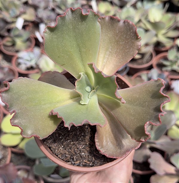 E. GIBB. B 06 POTE 13