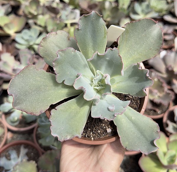 E. GIBB. PINK TOURMATINE POTE 13