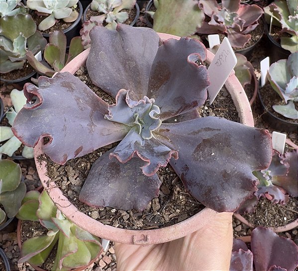 E. GIBB. VISTA CARUNCULAS POTE 13
