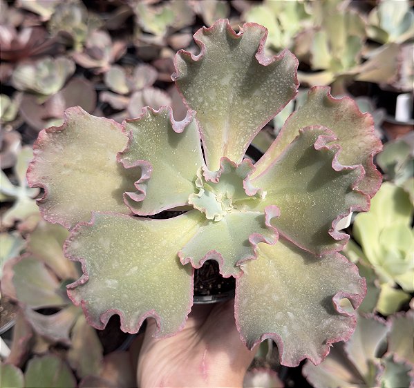 E. GIBB. BUBBLE GUM (CARÚNCULAS) POTE 11