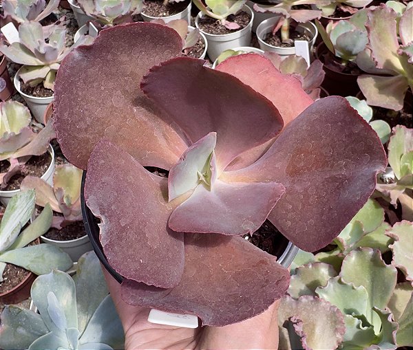 E. GIBB. BLACK ROSE POTE 11