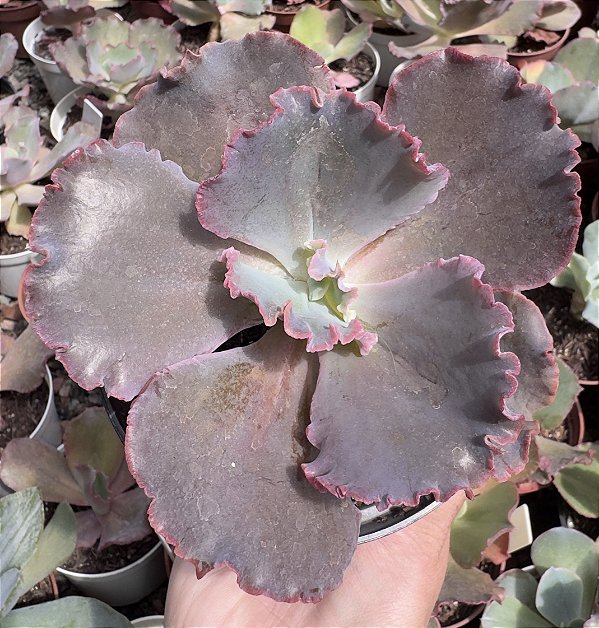 E. GIBB. MOJAVE POTE 11