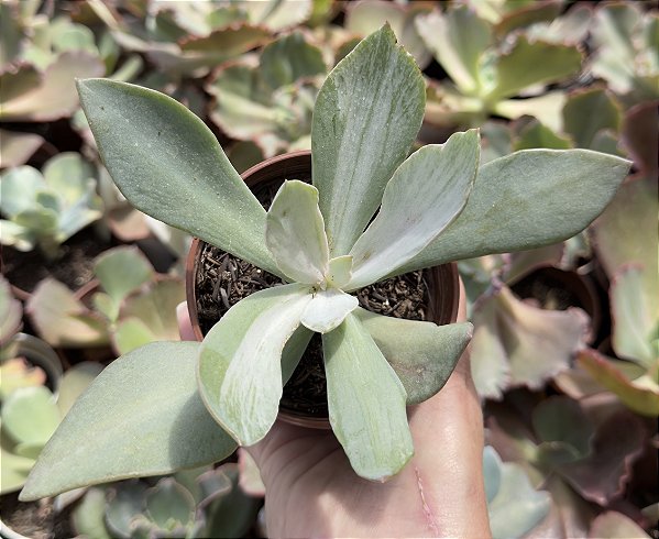 E. GIBB. GERMAN VAR. POTE 9