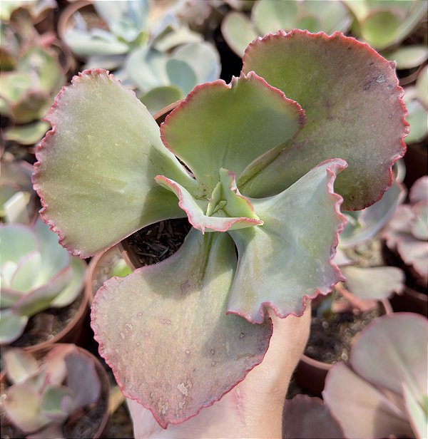 E. GIBB. PETTICOAT POTE 9