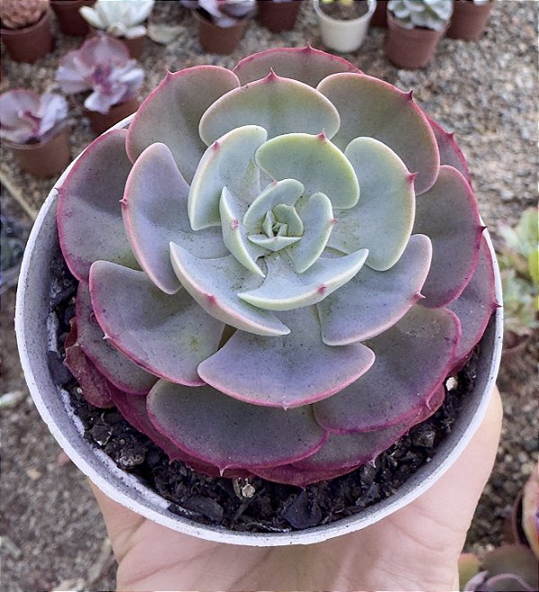 E. MUESLI POTE 9