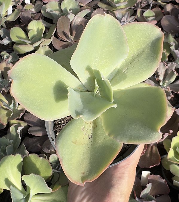 E. GIBB. LEMON ROSE (CARÚNCULAS) POTE 11