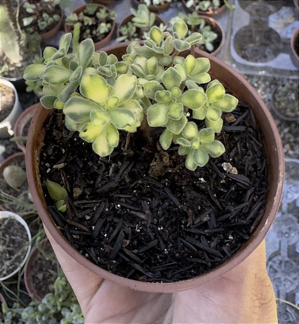 A. LINDLEYI VAR. POTE 9