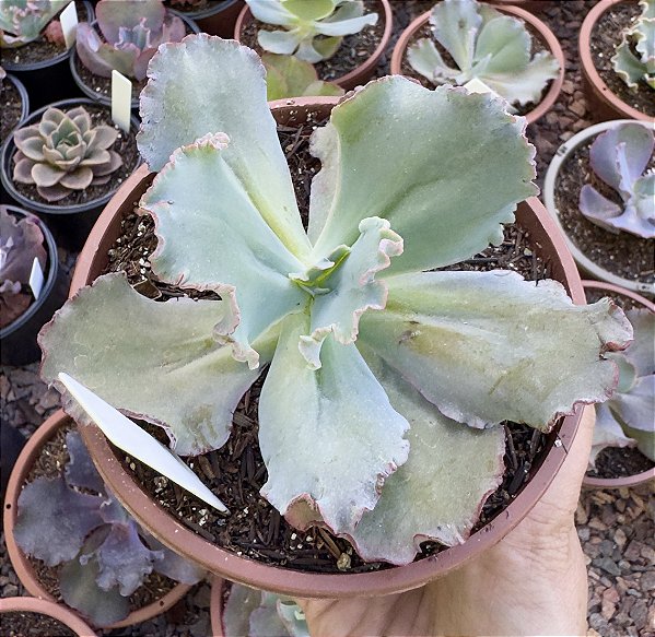 E. GIBB. BUBBLE MACHINE (CARÚNCULAS) CUIA 13