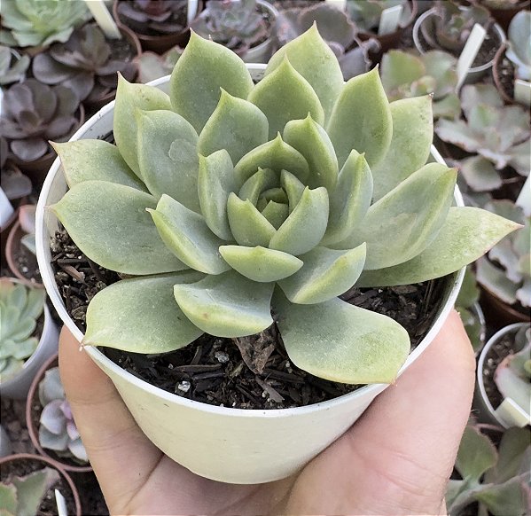 E. QUEEN MARIA POTE 9