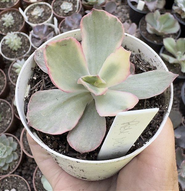 E. ROSE ROCK VARIEGATA POTE 9