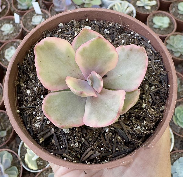 E. GOLDEN STATE VAR. POTE 9 (POUCA RAIZ)