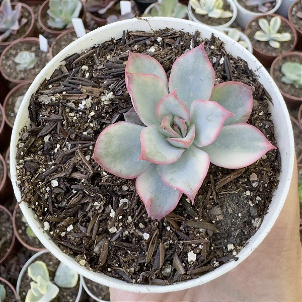 E. MOON GOODNESS VAR. POTE 9 (POUCA RAIZ)