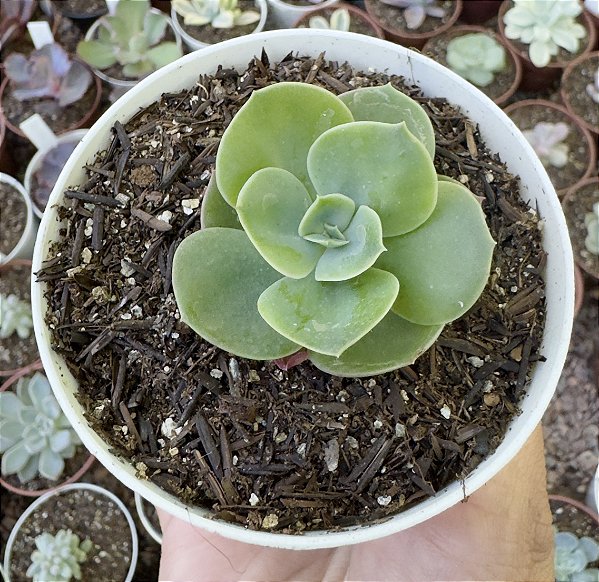 E. MANDALA POTE 9