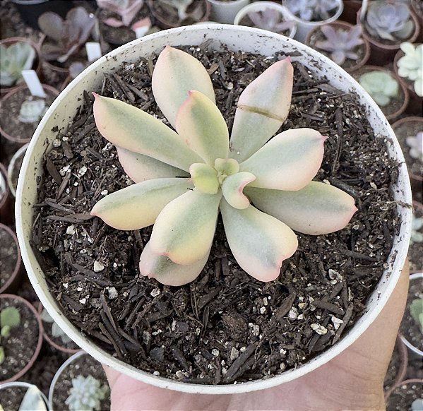 E. DARK VADER VAR. POTE 9 (SEM RAIZ)