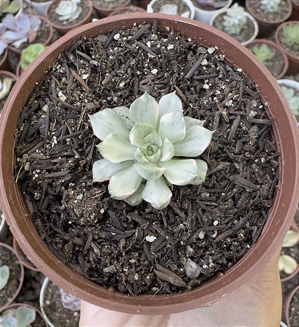 E. SWALLOW VAR. (PEQUENA/POUCA RAIZ) POTE 9