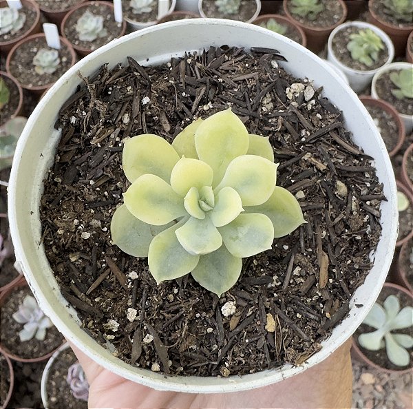 E. MOON FAIRY VAR. POTE 9 (PEQUENA)